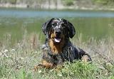 BEAUCERON 629